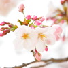 蕾桜