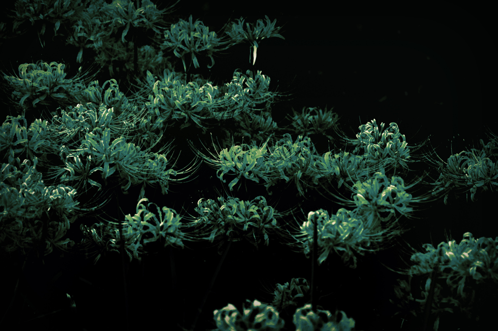 静寂の蒼翠
