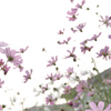 秋桜
