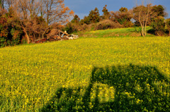 田舎の風景