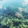 故郷の海