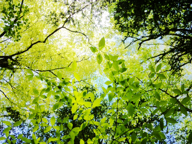 Green Smile