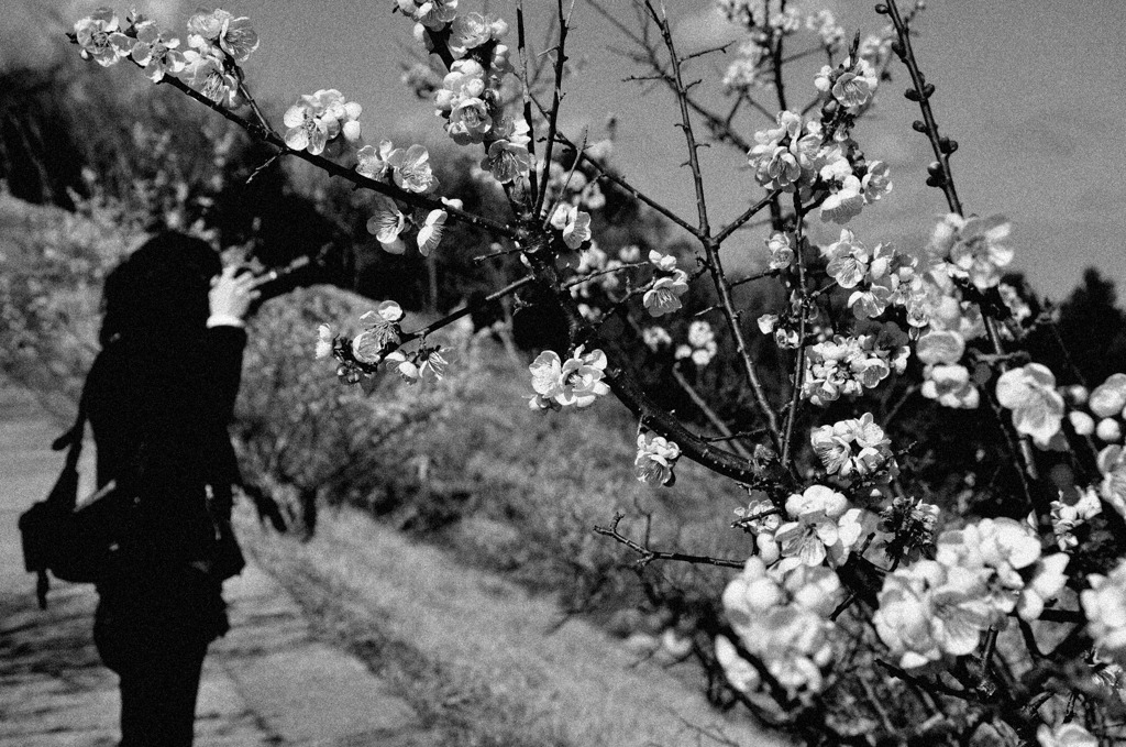 plum plus. -kafca-