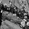 plum plus. -kafca-