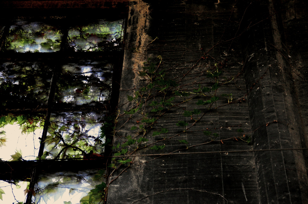 IVY