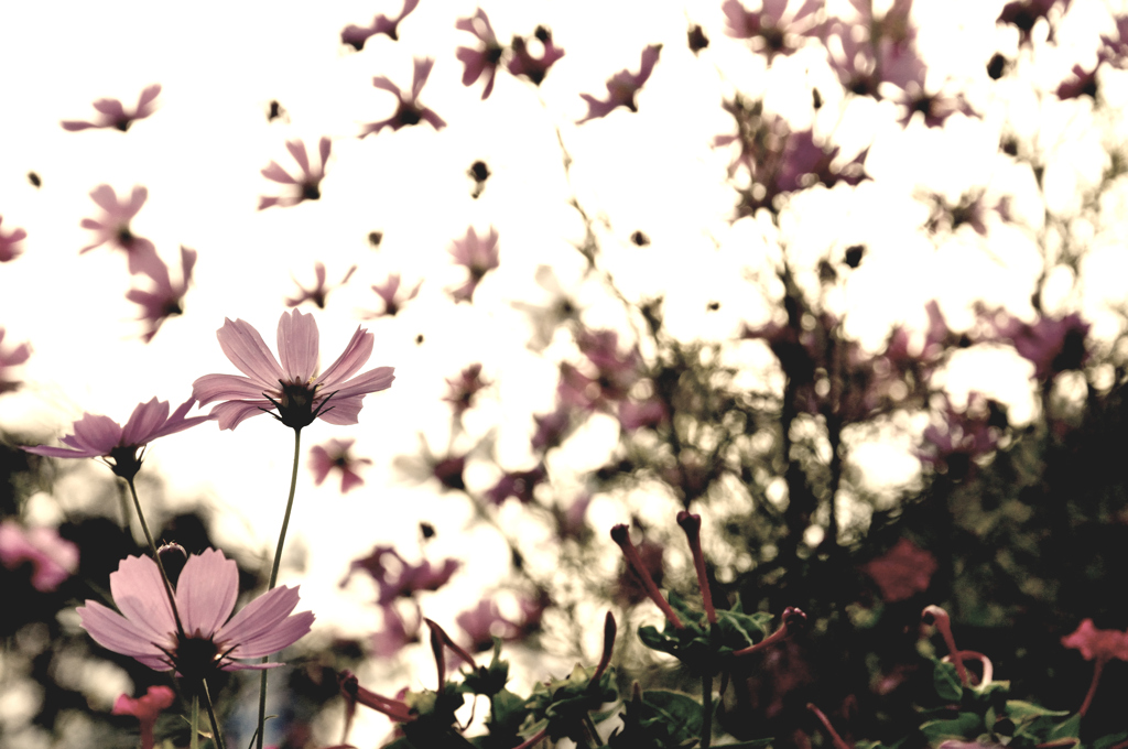 Innumerable life