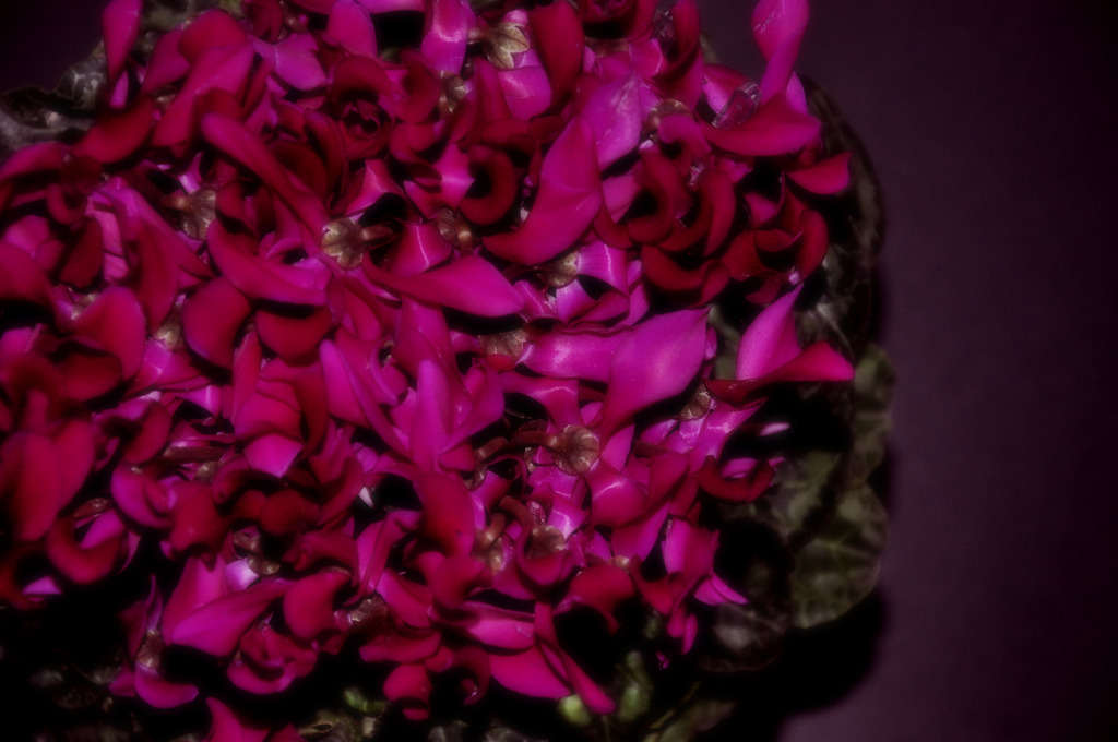 petals