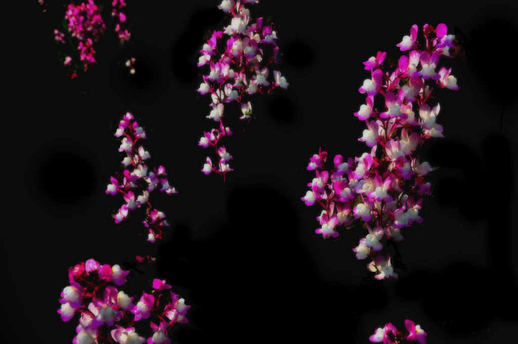 沈殿花