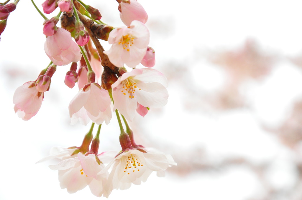 Lamp of the cherry tree