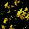 Dark Yellow