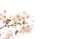 白桜