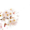 白桜