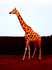 A giraffe