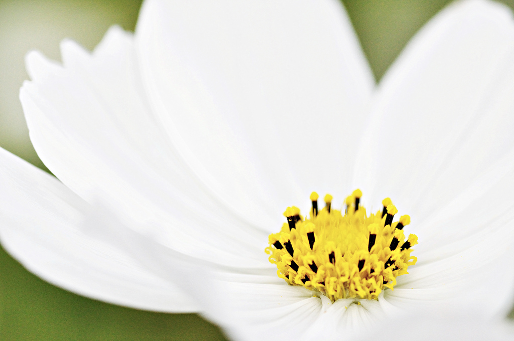 Cosmos