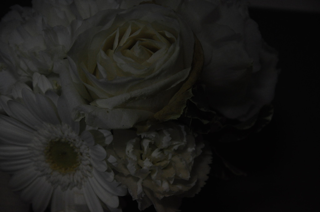 Dark Rose