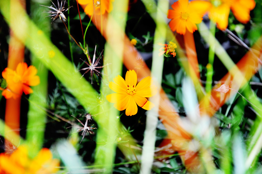 小花