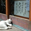 日向ぼっこ