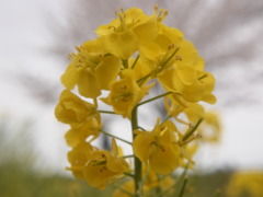 菜の花を撮ってみる