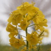 菜の花を撮ってみる