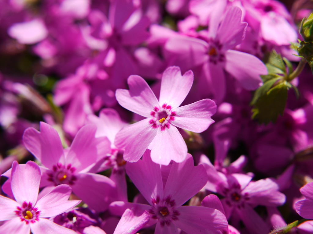 一輪一輪美しい芝桜