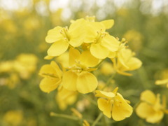 菜の花をクローズアップ