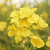 菜の花をクローズアップ