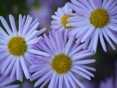 待ち遠しい花の季節