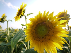 太陽の畑