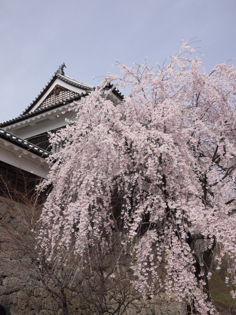 上田城の櫓としだれ桜