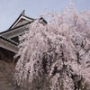 上田城の櫓としだれ桜