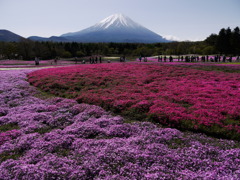 富士の桜海