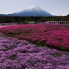 富士の桜海