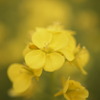 菜の花をクローズアップ（２）