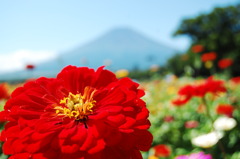 一輪の花。