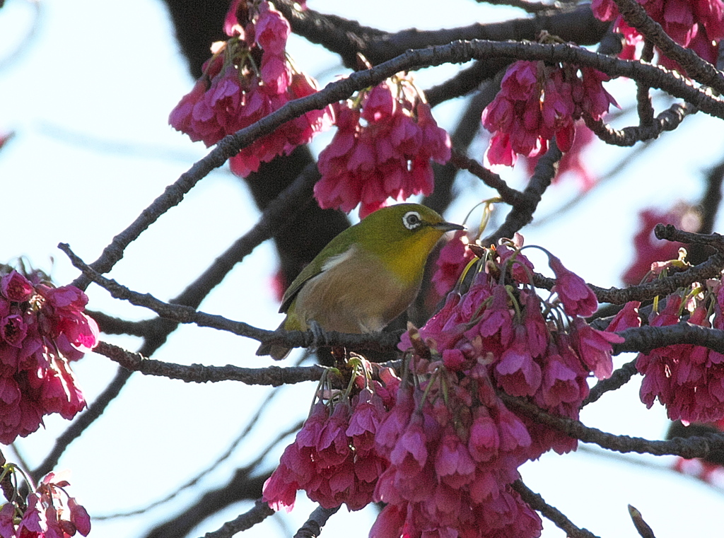 メジロと寒緋桜