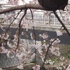 花見橋