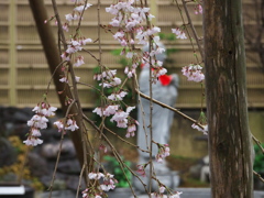 枝垂桜