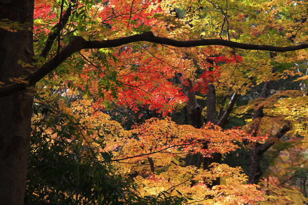 甲府紅葉散歩１