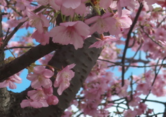 河津桜