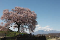 わに塚の桜　定番からの眺め