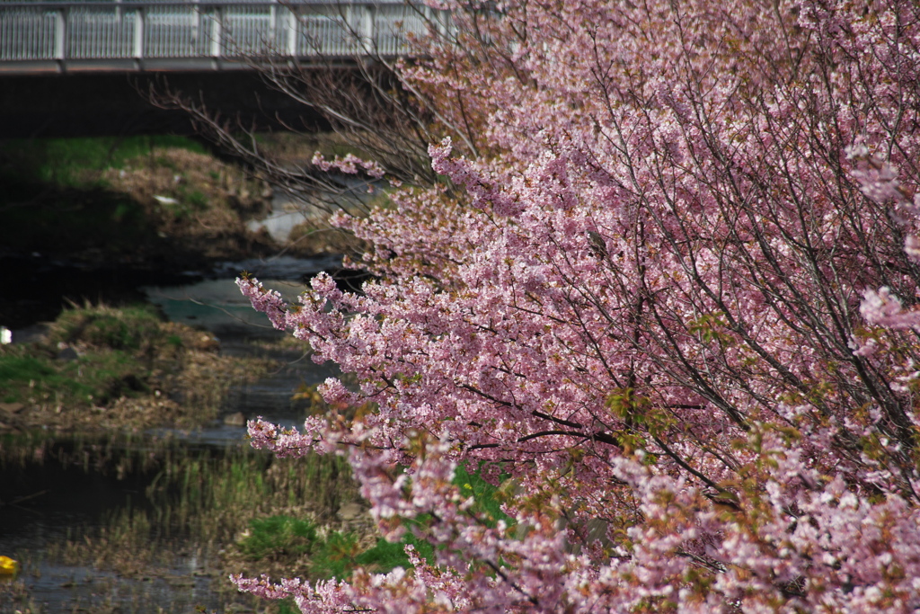 河津桜