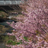 河津桜