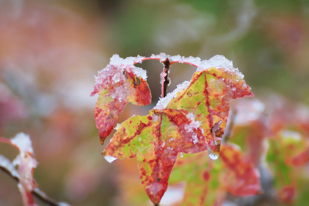 11月の雪
