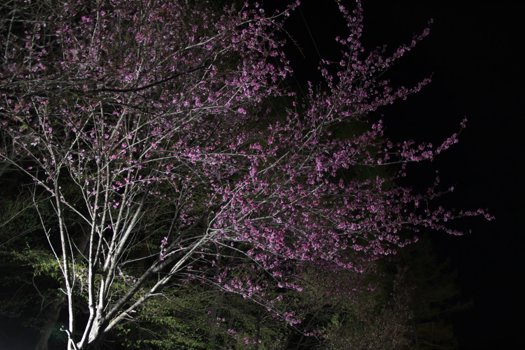 夜桜