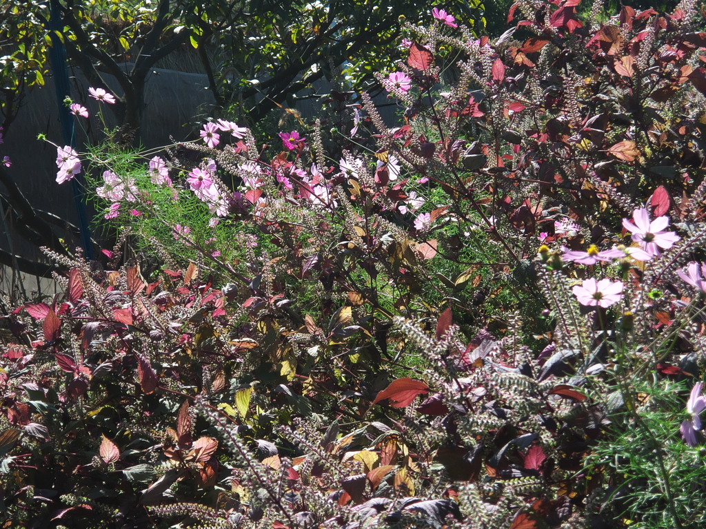 秋桜と穂紫蘇