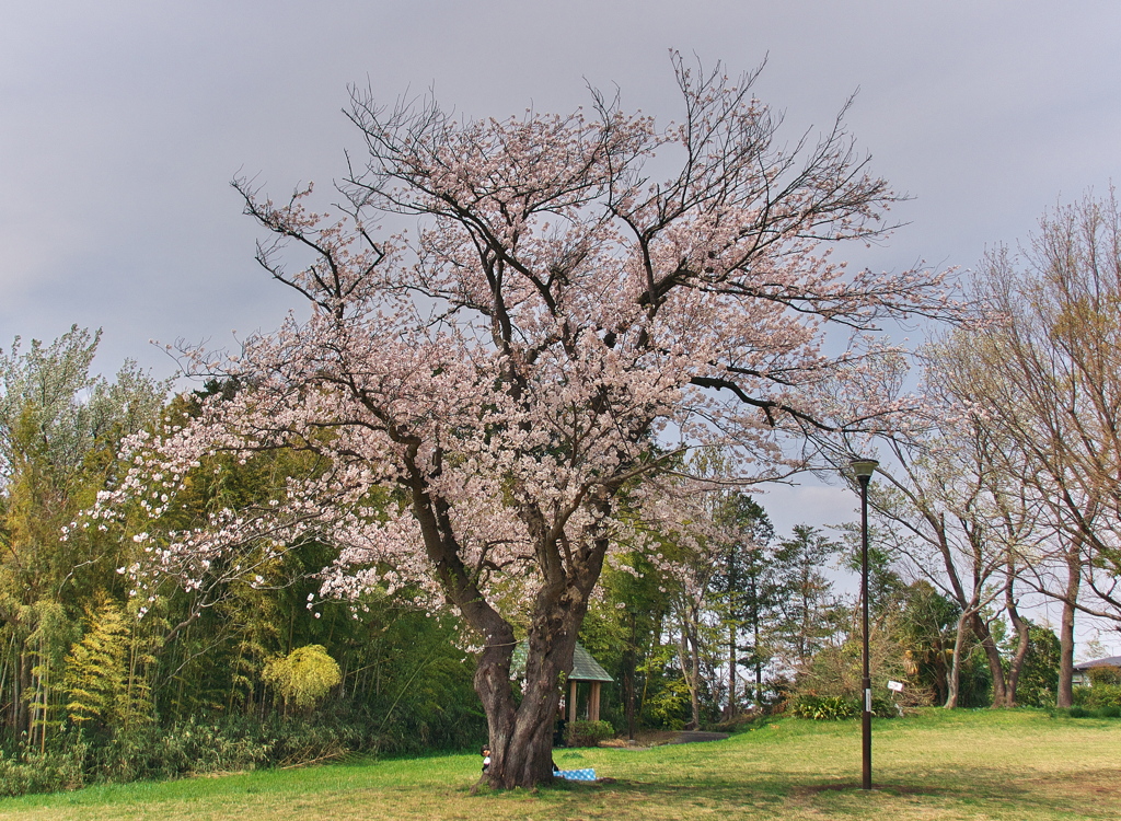 一本桜