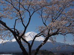 河口湖　大石公園にて