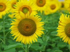 Sun Flower