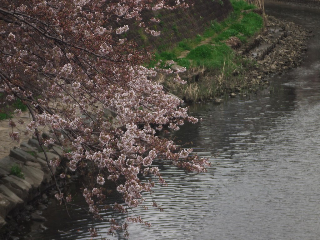 大岡川１
