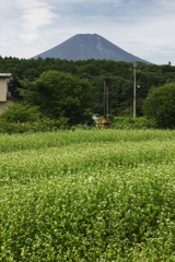 忍野ソバ畑